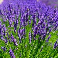 Lavender - Aromatherapy and Massage Therapy