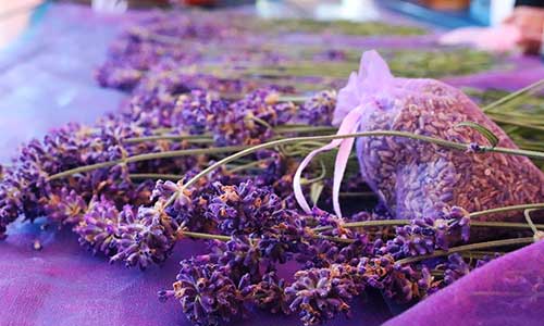 Aromatherapy-Lavender Essentials - Oil
