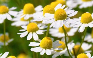 Powerful Effects of Chamomile - Featured Image