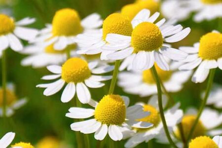 Powerful Effects of Chamomile - Featured Image